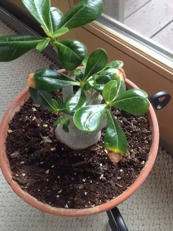 绿罗扦插：繁殖新植株的简易指南