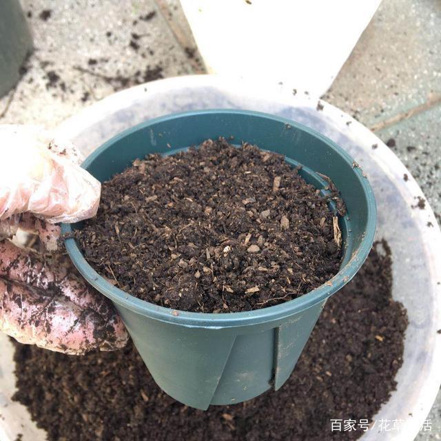 养吊兰的方法：让绿色生活更美好