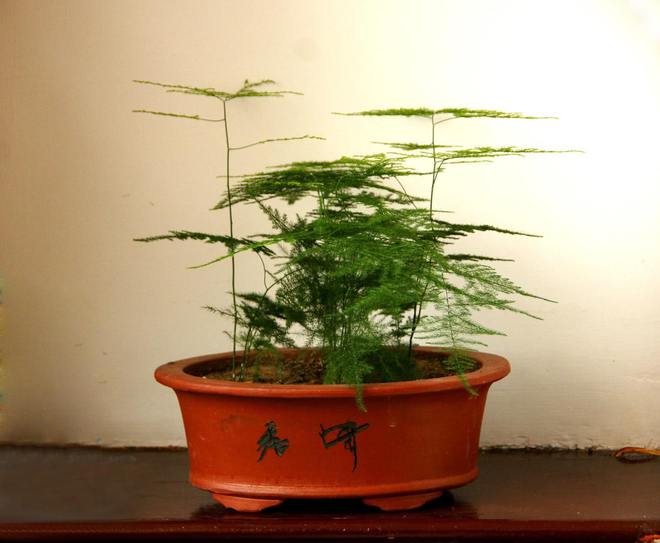 葡萄盆栽结果：让你的阳台变成小葡萄园