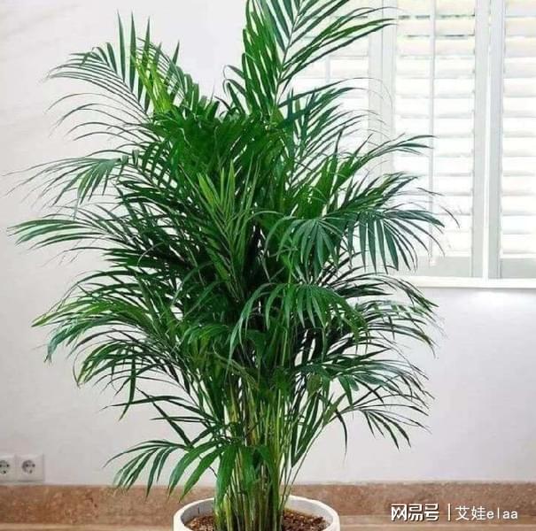 蜜蜂摇蜜不抖蜂方法：高效养蜂新技巧