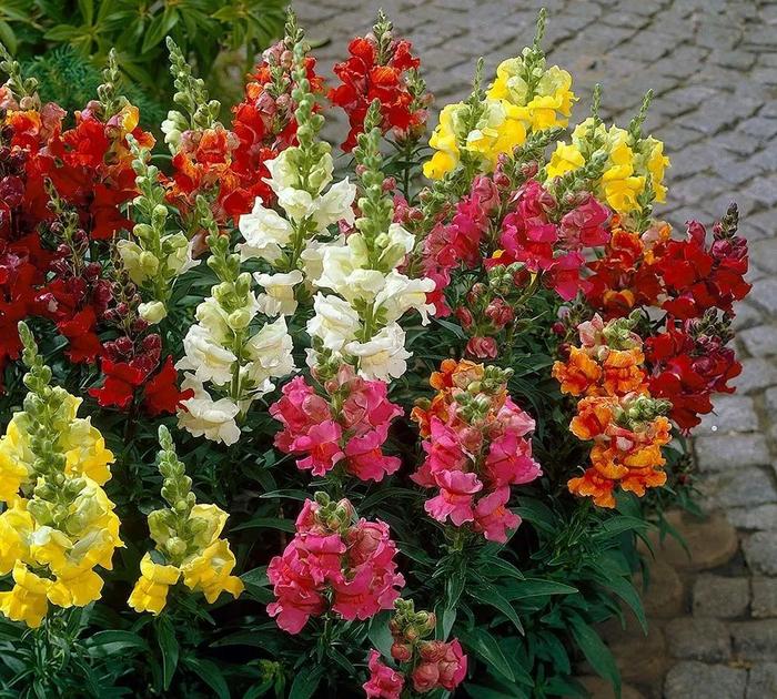 扶桑水培扦插：掌握技巧，轻松繁殖美丽花卉