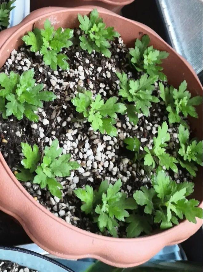 豆瓣绿枝条扦插：繁殖新植株的简易指南