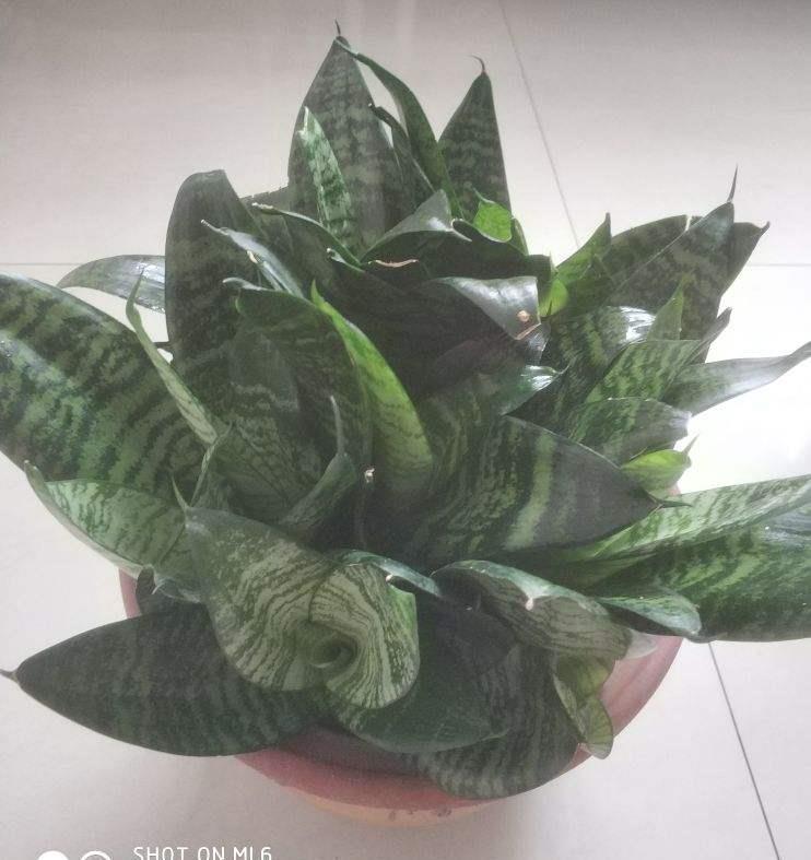 标题：大盆栽植物——打造室内绿色氧吧的绝佳选择