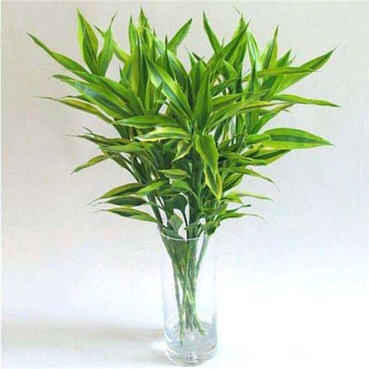 梅花怎样扦插 - 植物养殖园丁分享
