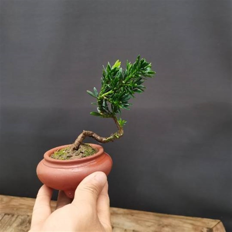 紫苏养殖方法：种植技巧与养护要点