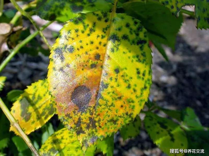 兰花浇水方法：养兰必备指南