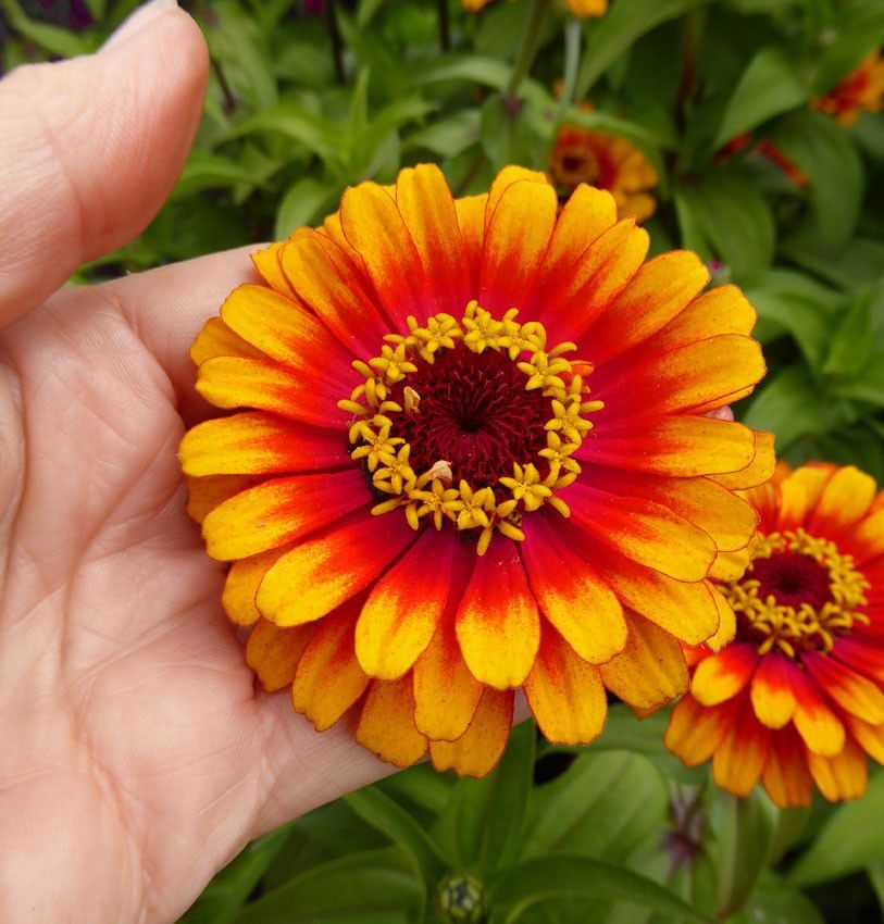 芒果盆栽什么季节种？掌握最佳种植时机