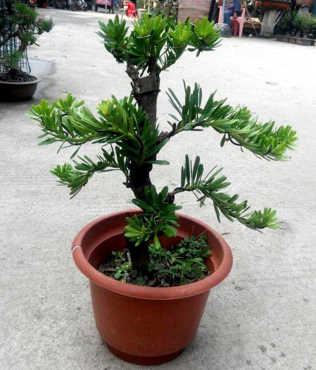 西葫芦种植时间和方法：家庭菜园新手的指南