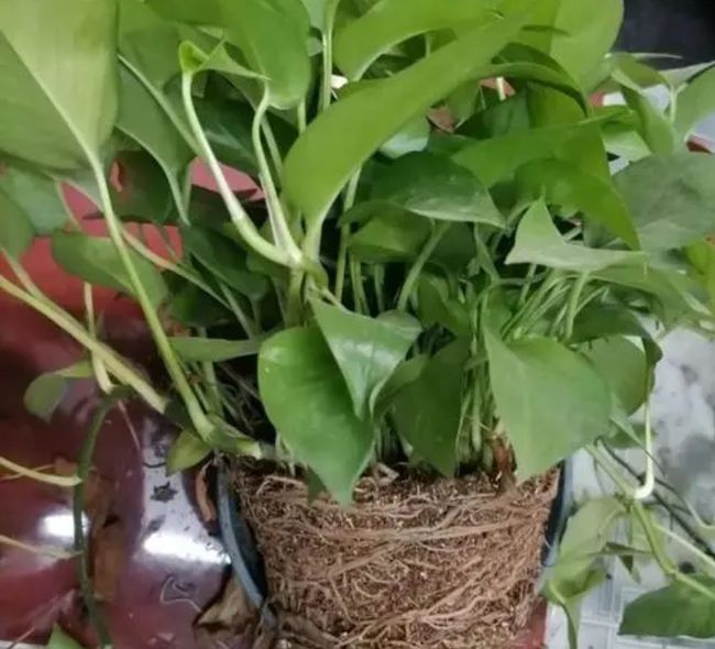 韭菜种植时间和方法：掌握要领，收获丰盈