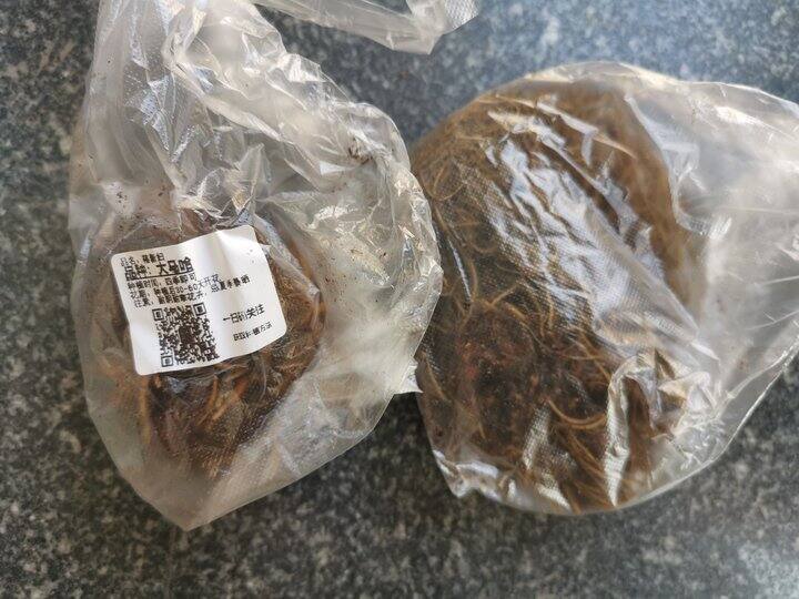 盆栽菠萝的养殖方法