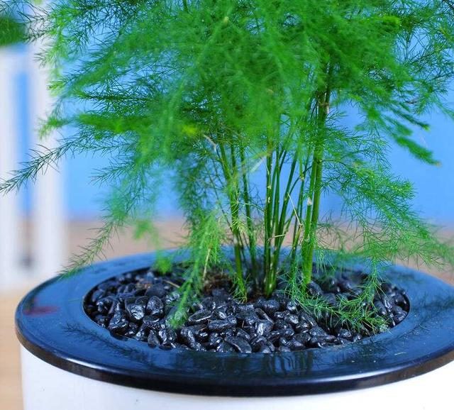 木本花卉盆栽有哪些品种