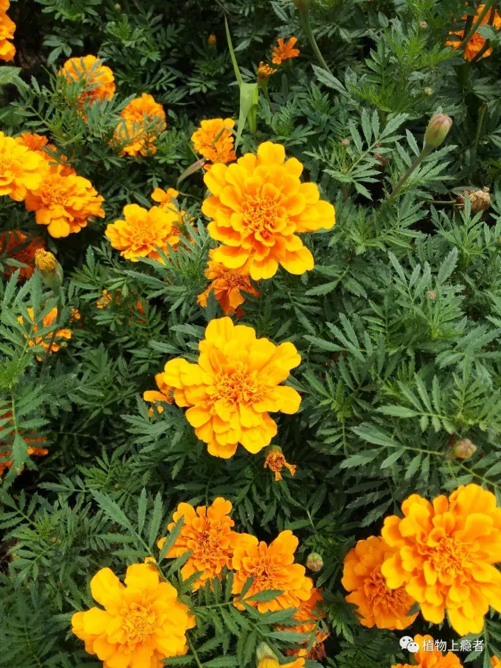 草菇栽培方法：掌握技巧，实现高效种植