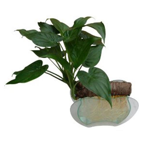 石莲花的养殖方法：掌握关键要点，轻松养出繁茂植株