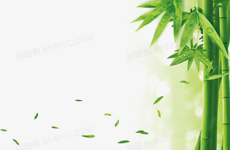 石斛的养殖方法：让你的绿色空间增添高贵气质