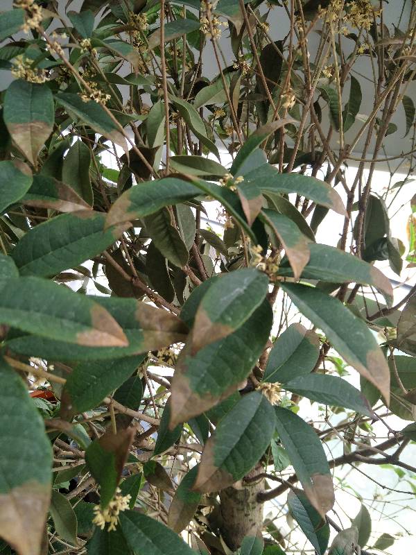 橡皮树的水培方法：家庭养植新趋势