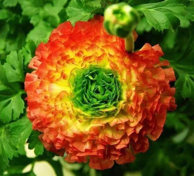 冬季花卉盆栽：点亮家居温馨的绿色点缀