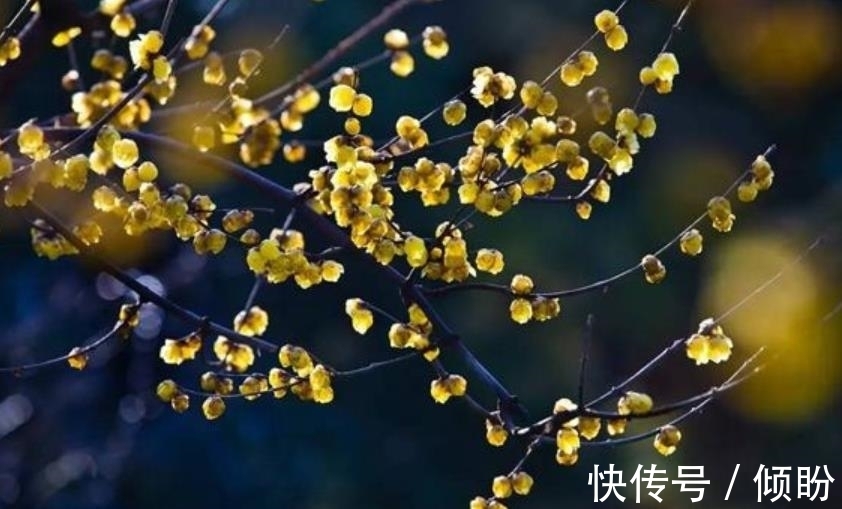 柠檬种子盆栽种植方法