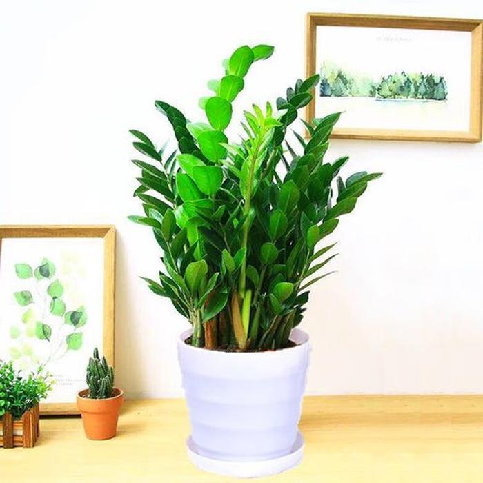 奇异果的种植方法