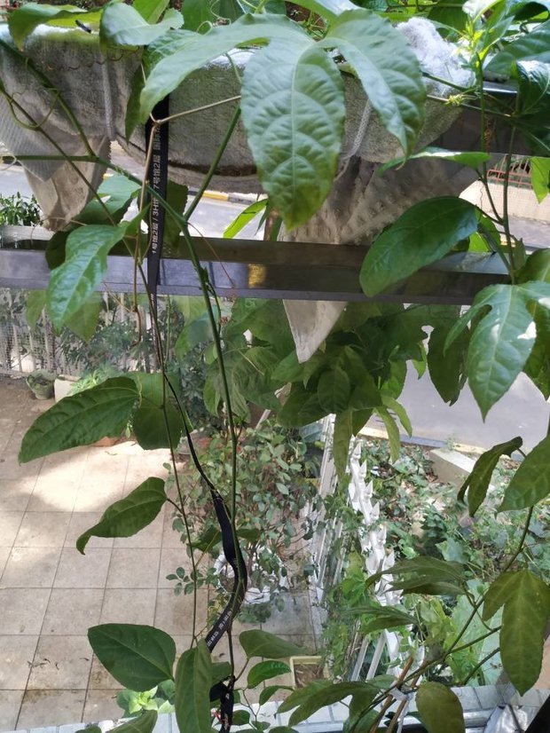 ### 五味子怎么种植方法:全面指南 ### 五味子怎么种植方法:全面指南