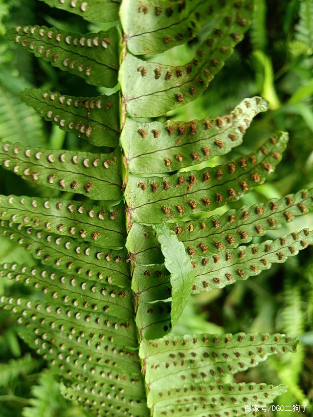 播种柚子树盆栽结果吗？——家庭种植指南