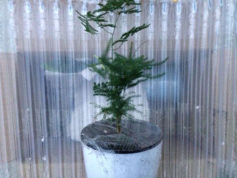 兰花养根的技术和方法：打造健康兰花的秘密