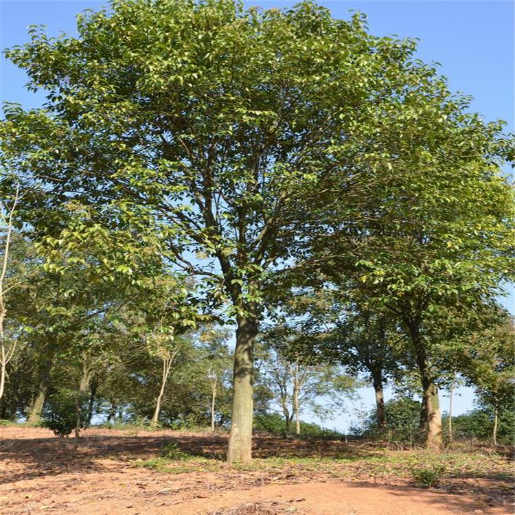 养泥鳅方法：全面指南助您成功养殖