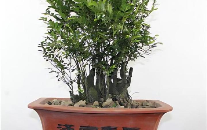 # 花卉幸福树的养殖方法 # 花卉幸福树的养殖方法