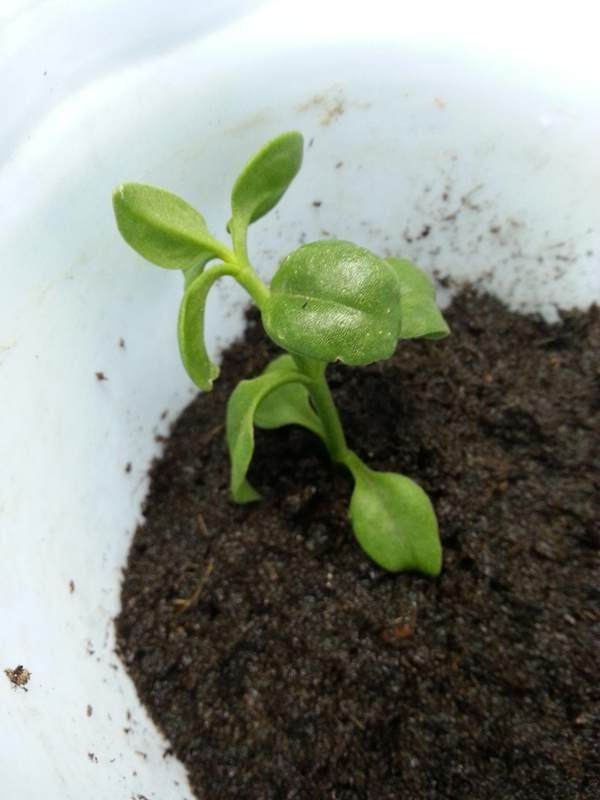 # 花卉幸福树的养殖方法 # 花卉幸福树的养殖方法