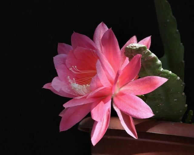 盆栽玉兰树的种植方法