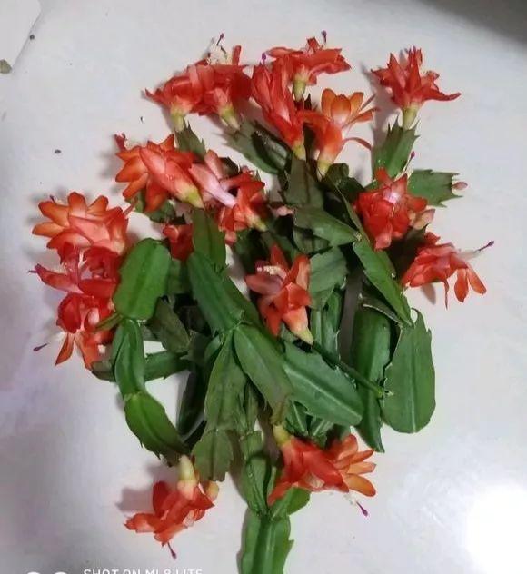 油菜的种植方法和时间