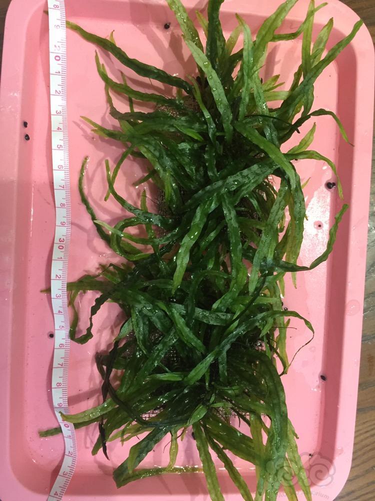 猪蓝耳病的治疗方法