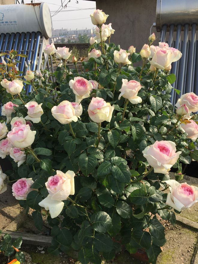 ### 黄花菜的种植方法