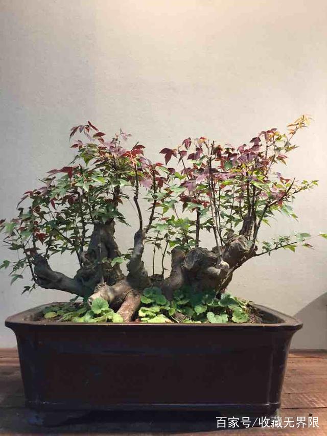 西红柿的种植方法