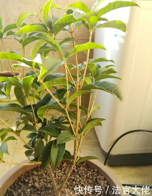 四季梅的养殖方法和注意事项