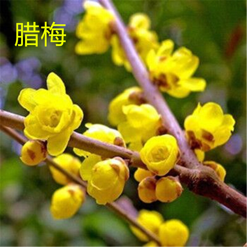昙花可以秋天扦插吗？秋季昙花繁殖指南