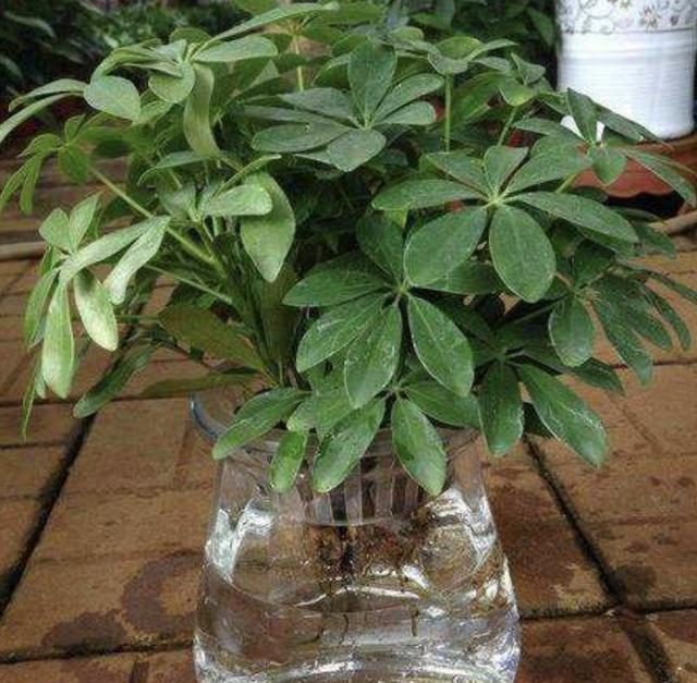 怎么种植盆栽玫瑰花
