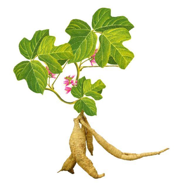 凤梨盆栽种植方法：让家居环境更加生机勃勃