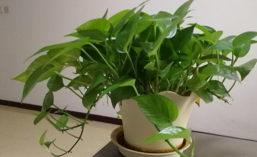 火龙果盆栽种植技术