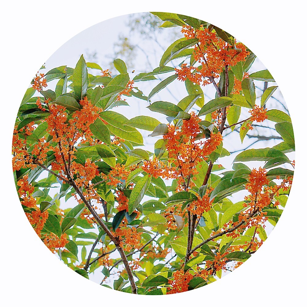 栀子花扦插土地：掌握技巧，让你的栀子花繁茂生长
