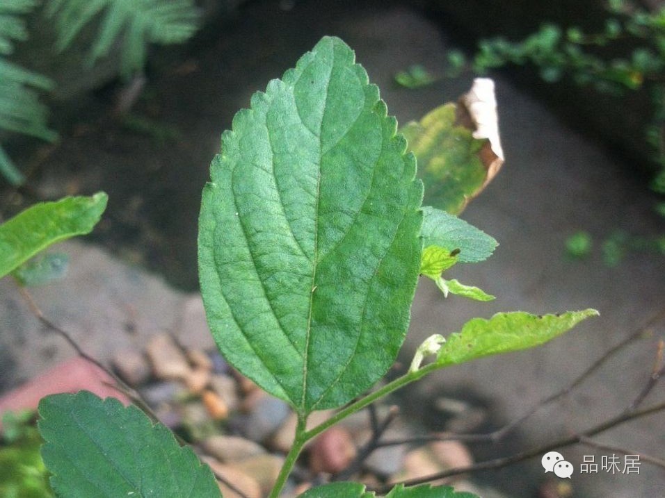 金钱树施肥方法：为绿植注入活力