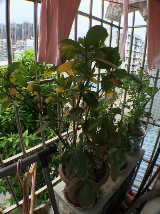 玫瑰花盆栽修剪：让花朵更艳丽的秘密