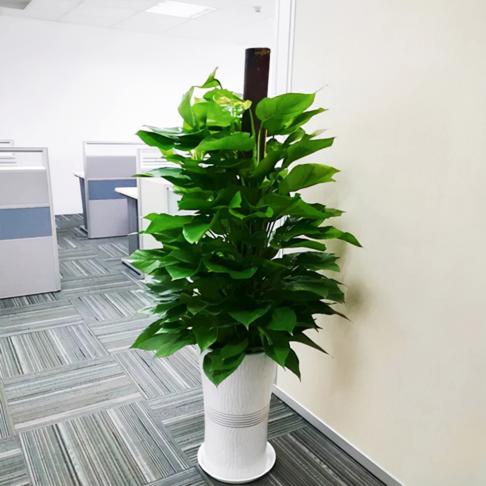 茶花的养殖方法：掌握要点，绽放繁花