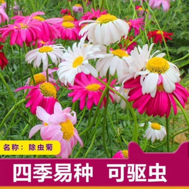 金钱草的水培养殖方法