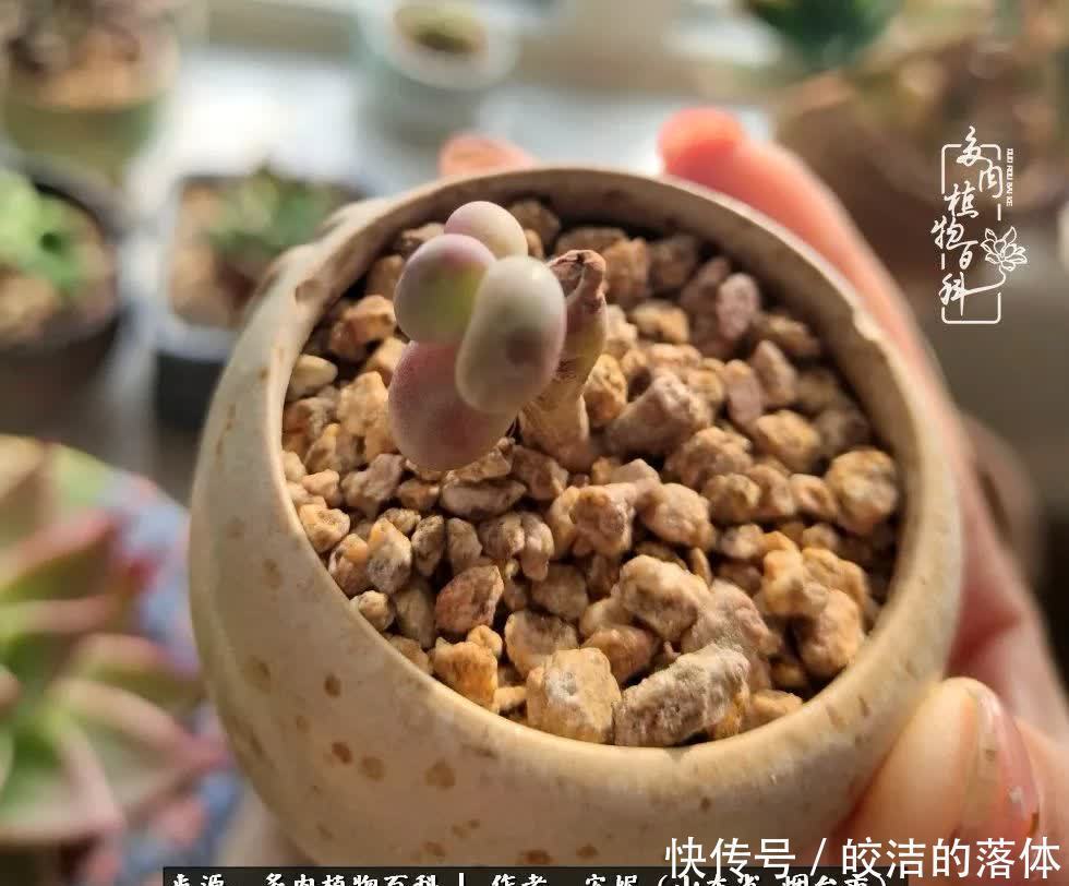 适合盆栽的铁线莲：养殖技巧与品种推荐