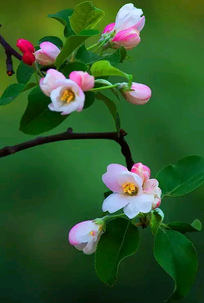 盆栽桂花：家中养护指南
