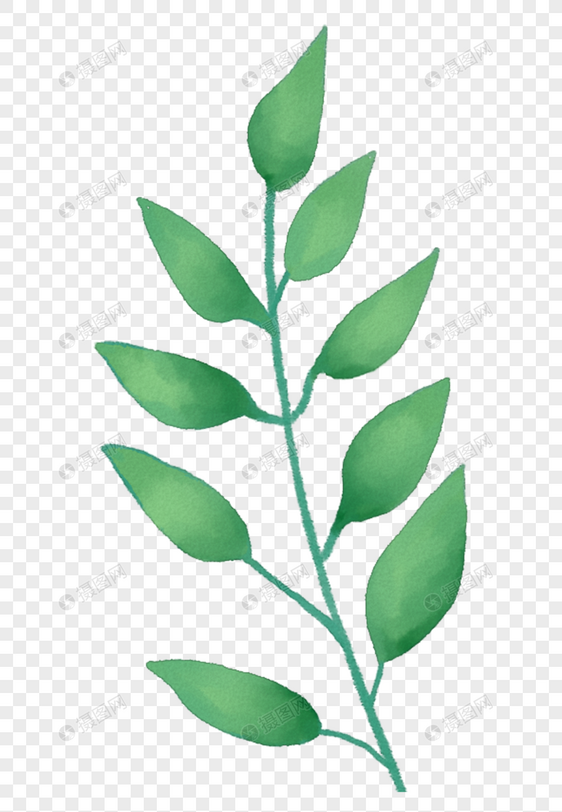 菲菜的种植方法：掌握要点，轻松种植绿色佳肴