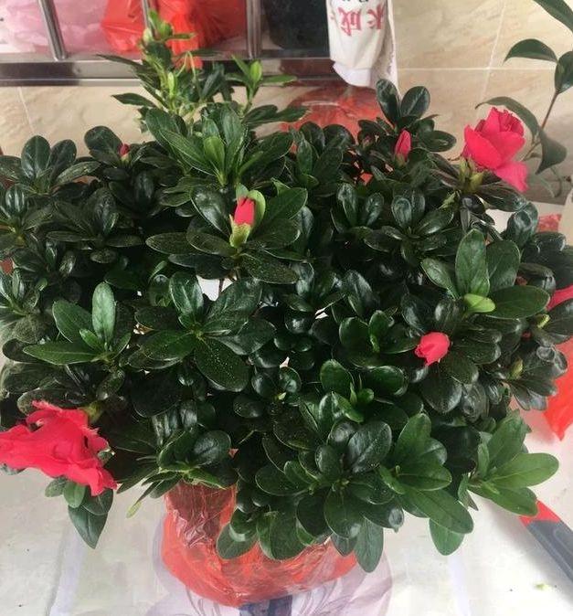 桃花能不能扦插？揭秘桃花繁殖的秘密