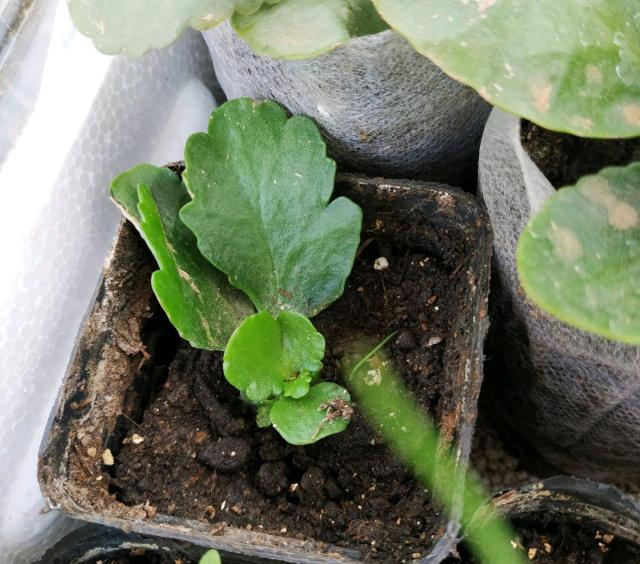 哪些菜适合扦插？探索高效的蔬菜繁殖方法