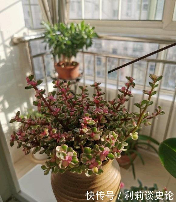 蓝莓怎么扦插 - 植物养殖园丁专业指南