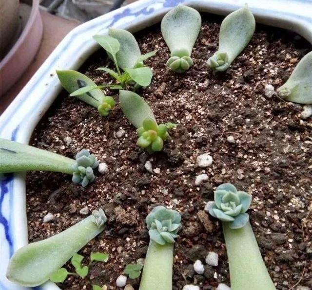 盆栽青菜用什么土？盆栽青菜土壤选择指南